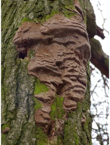On oak in Basildon, UK.